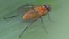 Achanthiptera rohrelliformis